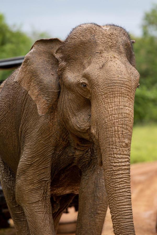 Makini Bush Camp, Yala
