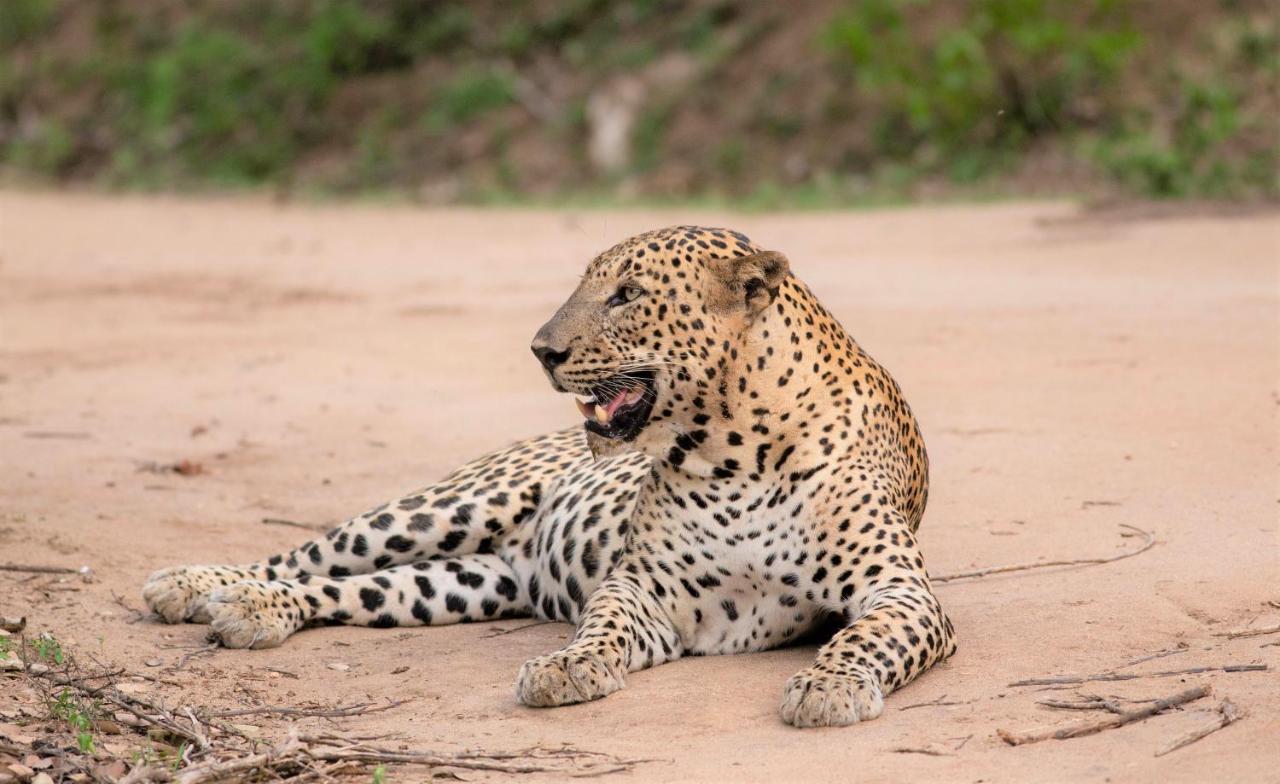 Makini Bush Camp, Tente de luxe Yala